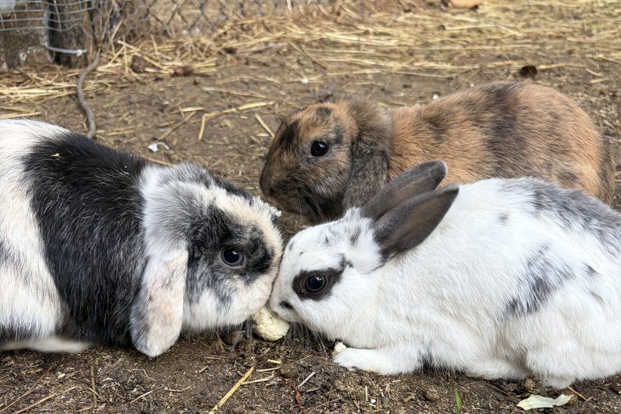 Bunnies at Seiling Family Farm