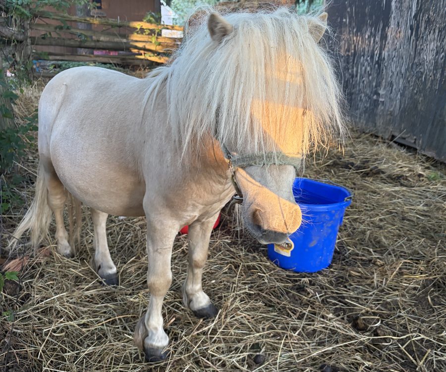 Mini horses at Seiling Family Farm